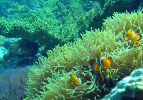 Oceans and the Law of the Sea